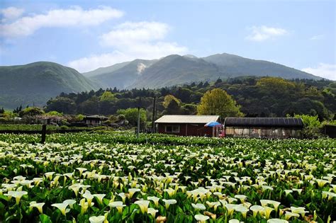 枕頭山睡覺|漫步枕頭山 • 竹子湖漫漫而行